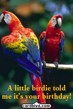 parrots
