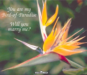 Bird of Paradise