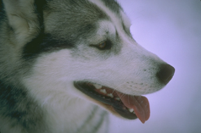husky