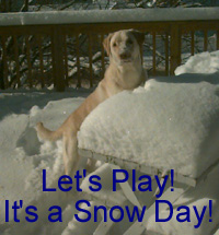 dog in snow