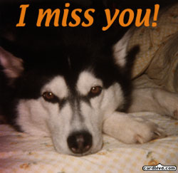 miss you dog