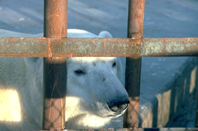 polar bear