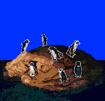 penguins