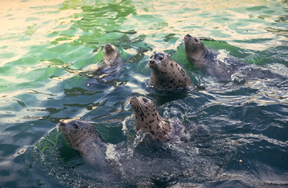 sealions