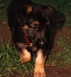 puppy